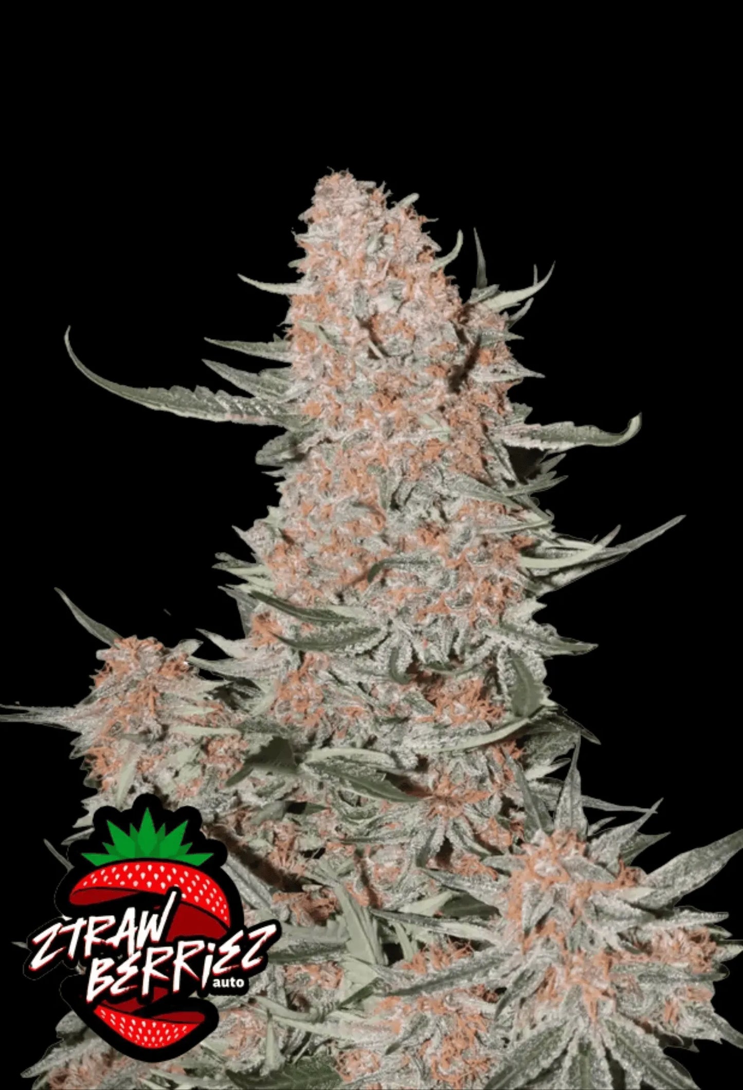 420Fastbuds Ztrawberriez Auto Cannabispflanze mit hellgrünen, harzigen Buds – fruchtige Cali-Genetik mit bis zu 25 % THC