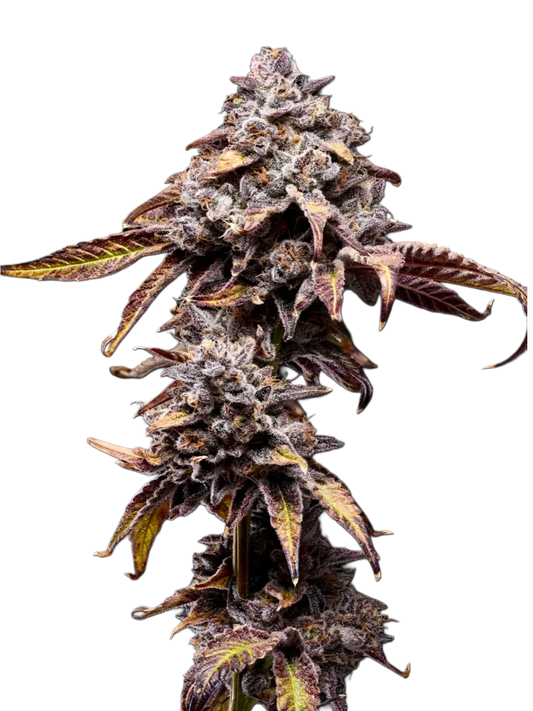 Bananaconda #4 (Honey Stickst) - Woodpecker's Farm