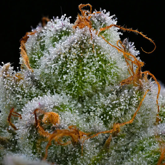 Blue Dream 5 Stk