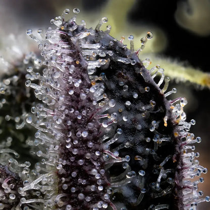 Blue Dream 5 Stk