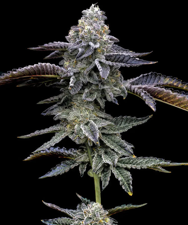 Blue Dream 5 Stk