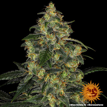 Blue Gelato 41 10 Stk