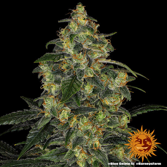 Blue Gelato 41 10 Stk