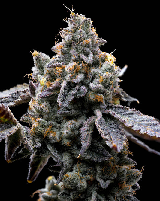 GMO Cookies 10 Stk