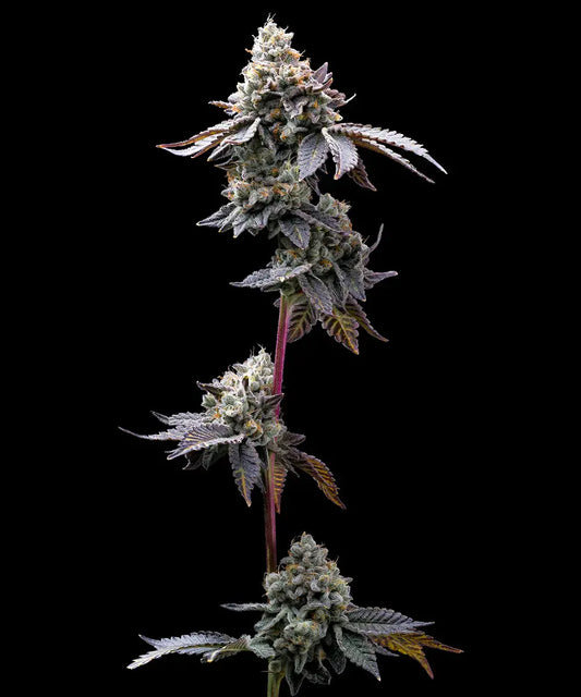 GMO Cookies 10 Stk