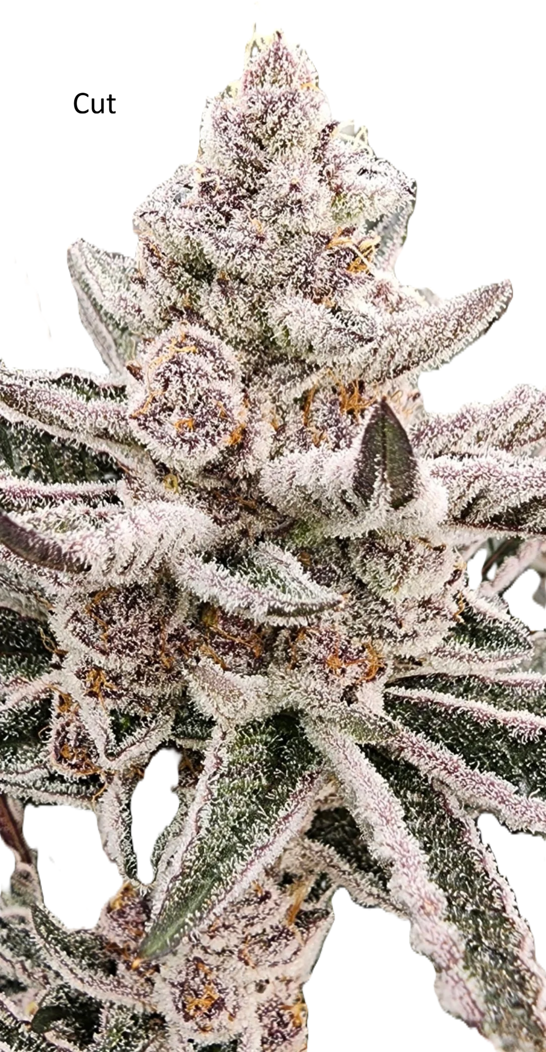 Super Buff Cherry #26