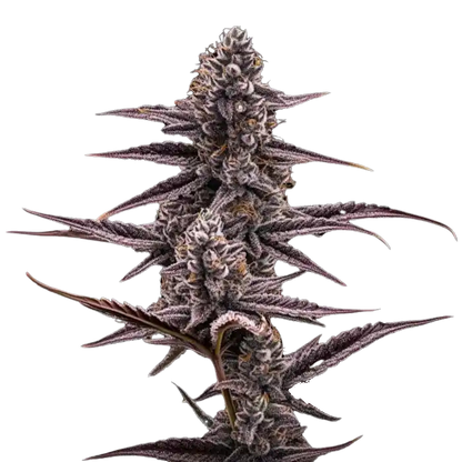 Super Buff Cherry #26 – GMLS Cut - Woodpecker's Farm