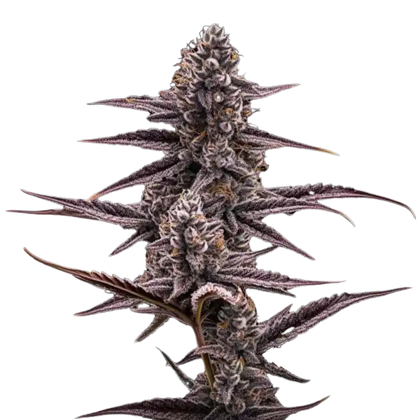 Super Buff Cherry #26 – GMLS Cut - Woodpecker's Farm