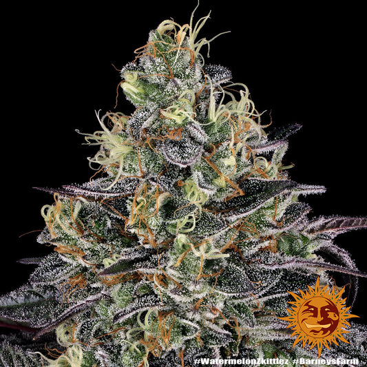 Watermelon Zkittlez